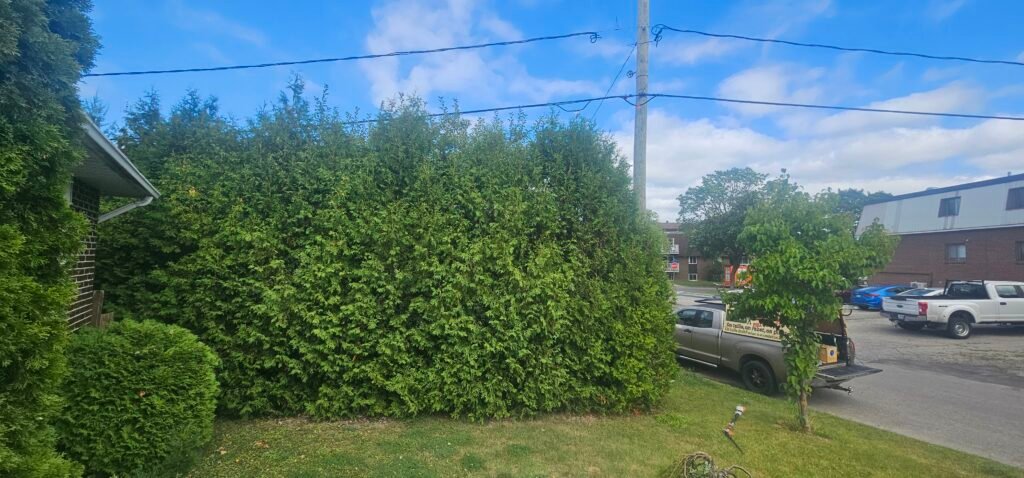 haie de cèdre avant taille dans une cour résidentielle au Québec
