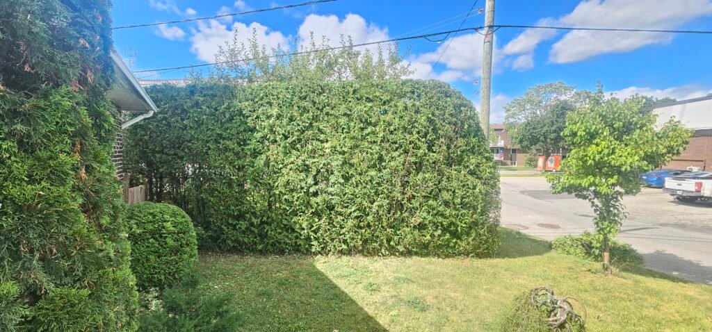 taille de haie de cèdre dans une cour résidentielle au Québec