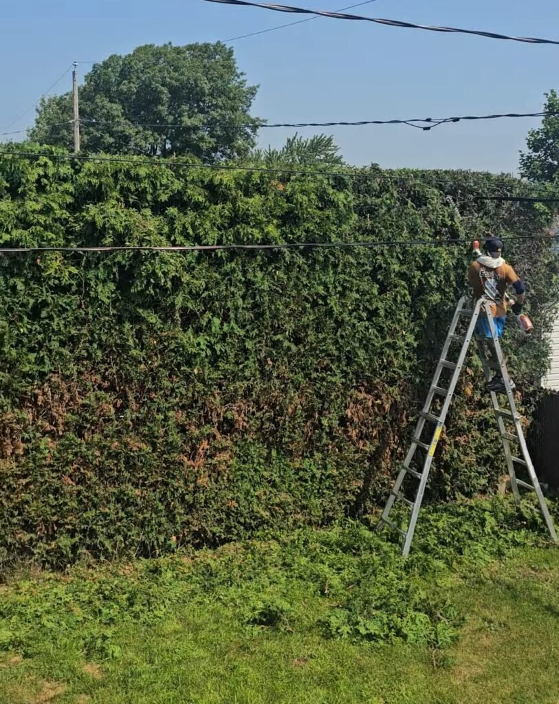 taille d’une haie de cèdre en mauvaise santé avec échelle et taille-haie