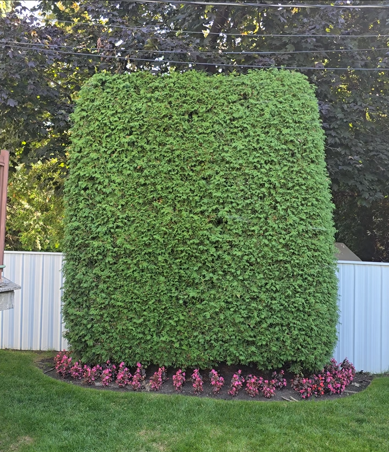 entretien haie de cèdre dense dans un jardin résidentiel