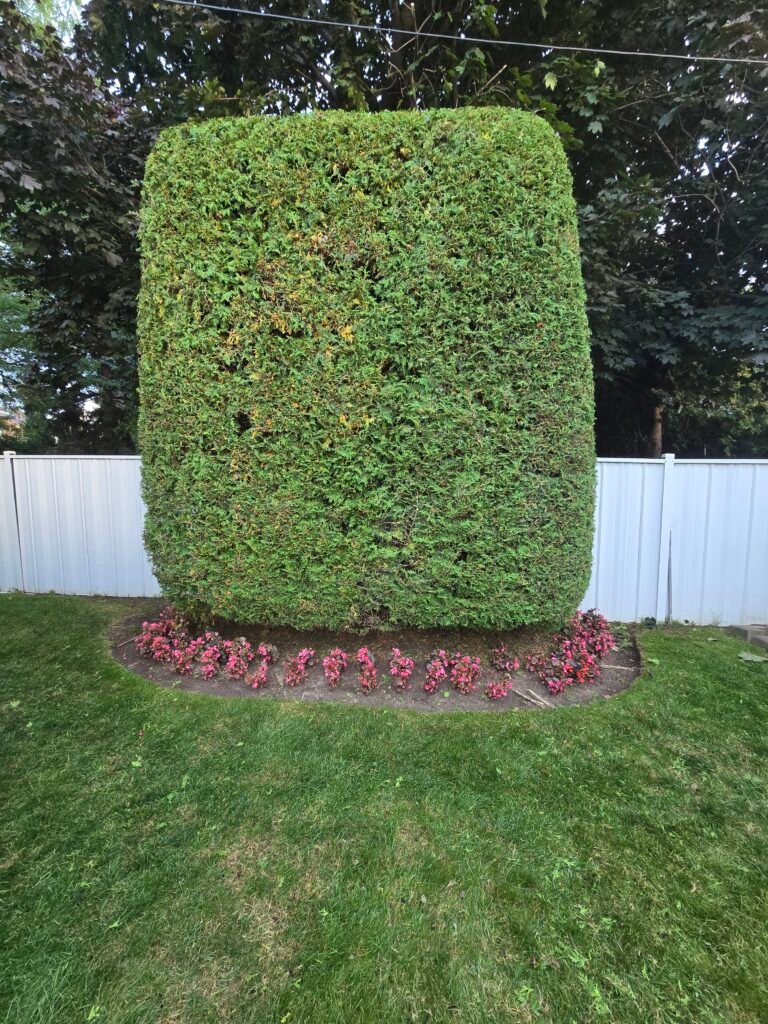 entretien haie de cèdre dense dans une cour résidentielle